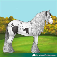 Horse Color:Smoky Black Splash Tobiano 