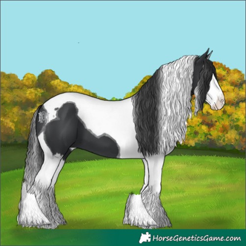 Horse Color:Black Splash Tobiano 