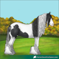 Horse Color:Black Splash Tobiano
