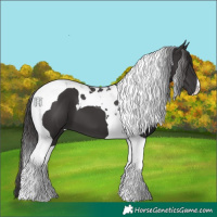 Horse Color:Smoky Black Tobiano 