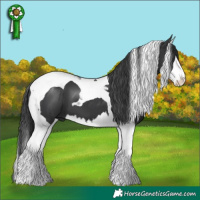 Horse Color:Black Splash Tobiano 