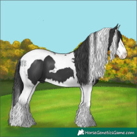 Horse Color:Black Splash Tobiano