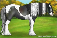 Horse Color:Black Splash Tobiano