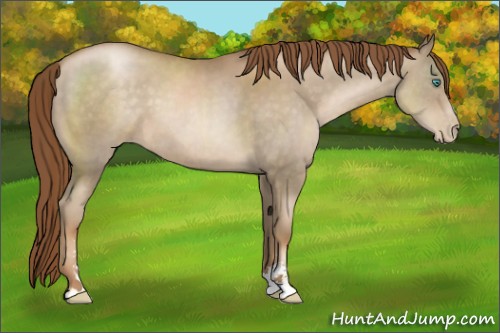 Horse Color:Chocolate Smoky Black Pearl Sabino 