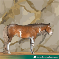 Horse Color:Chocolate Palomino Sabino 