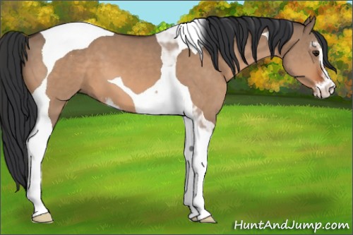 Horse Color:Brown Dun Sabino Tobiano 