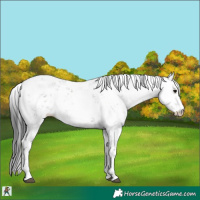Horse Color:Grullo Sabino Rabicano 