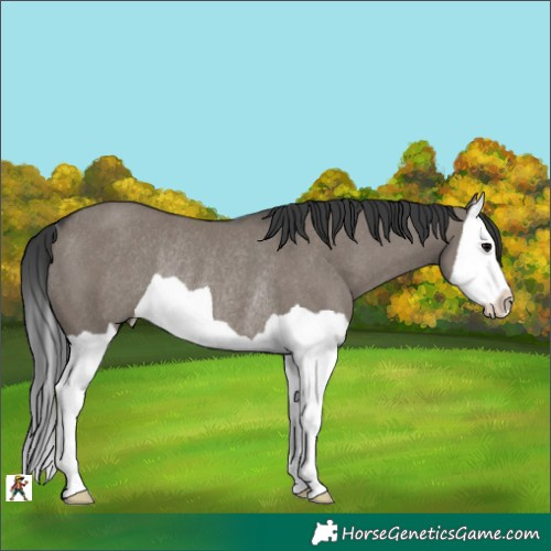 Horse Color:Grullo Splash Rabicano 