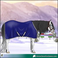 Horse Color:Grullo Splash 