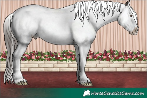 Horse Color:Liver Chestnut Splash 