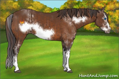 Horse Color:Liver Chestnut Sabino Splash Frame and Buckskin Sabino Splash Frame
