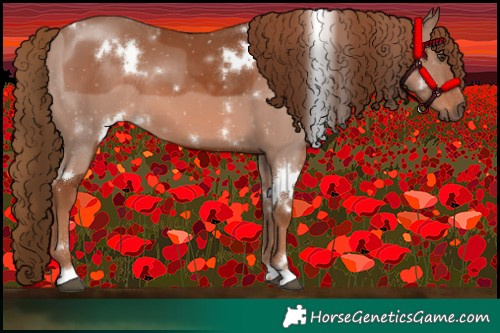 Horse Color:White Spotted Chestnut 