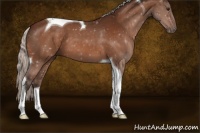 Horse Color:Silver Bay Tobiano 