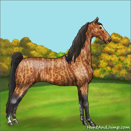 Horse Color:Buckskin Sabino Rabicano and Bay Sabino Rabicano
