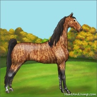 Horse Color:Buckskin Sabino Rabicano and Bay Sabino Rabicano
