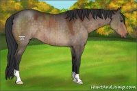Horse Color:Brown Dun 