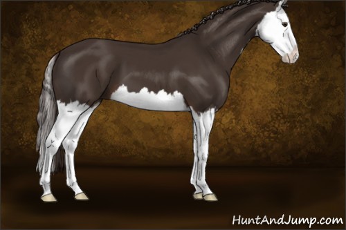 Horse Color:Liver Chestnut Splash 