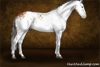 Horse Color:White Spotted Buckskin Splash 