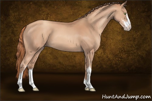 Horse Color:Gold Champagne Sabino 