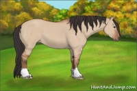 Horse Color:Bay Dun