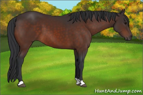Horse Color:Bay 