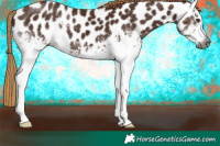 Horse Color:Gray White Spotted Chestnut Appaloosa 