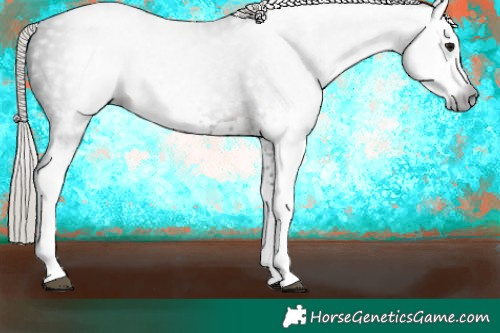 Horse Color:Gray White Spotted Silver Brown