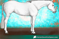 Horse Color:Gray White Spotted Silver Brown