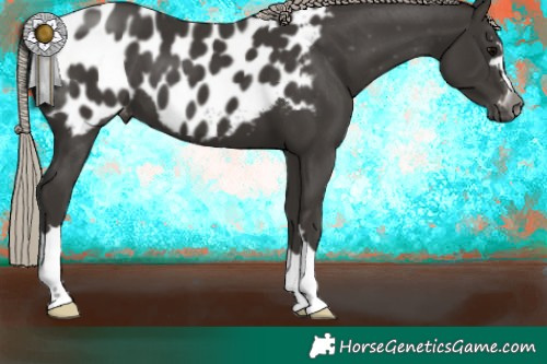 Horse Color:Gray Silver Black Appaloosa 