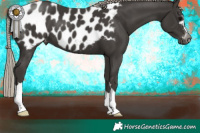 Horse Color:Gray Silver Black Appaloosa