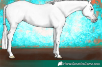Horse Color:Gray Silver Brown Appaloosa 