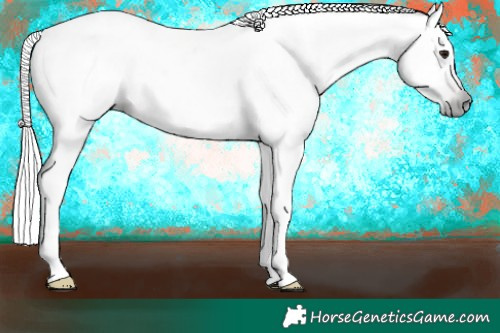 Horse Color:Gray Silver Brown Appaloosa 