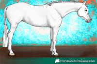 Horse Color:Gray Silver Brown Appaloosa 