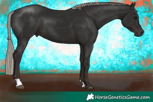 Horse Color:Gray Silver Black