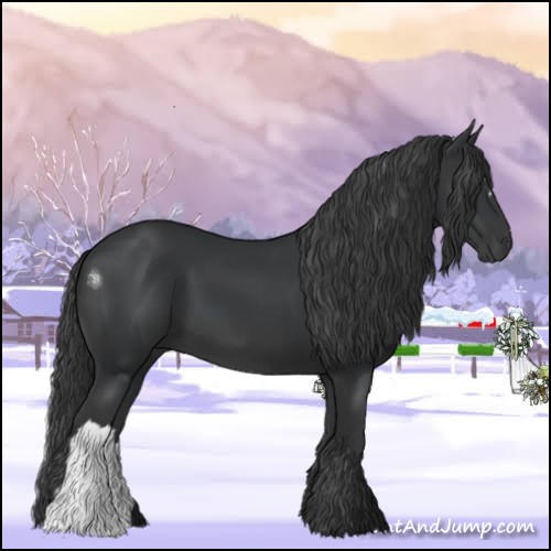 Horse Color:Black 