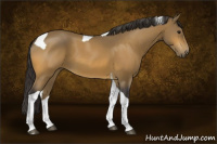 Horse Color:Buckskin Tobiano 