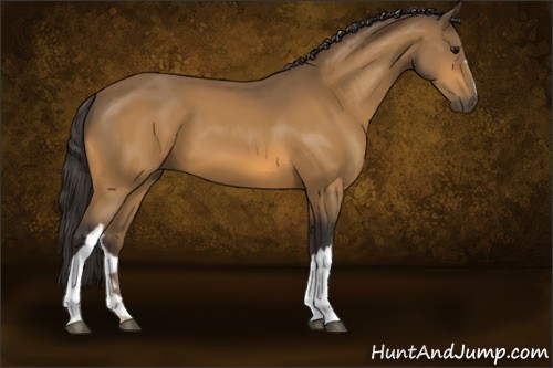 Horse Color:Buckskin 