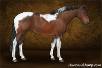 Horse Color:Bay Tobiano 