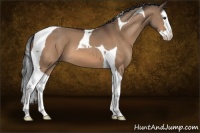 Horse Color:Brown Dun Splash Tobiano 