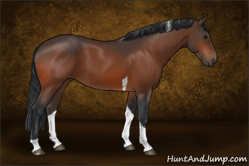Horse Color:Bay Tobiano 