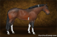 Horse Color:Bay Tobiano 