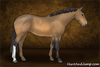 Horse Color:Buckskin 