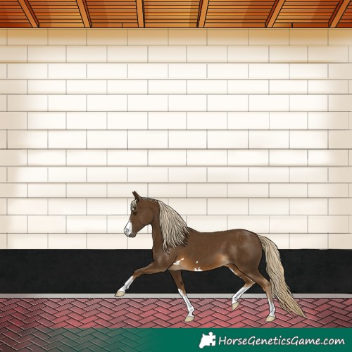 Horse Color:Chocolate Palomino 