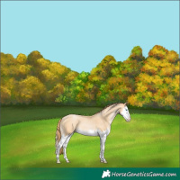 Horse Color:Buckskin Pearl Splash 