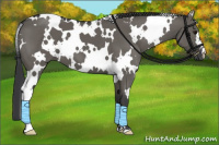 Horse Color:White Spotted Grullo