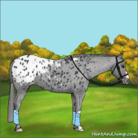 Horse Color:Black Appaloosa