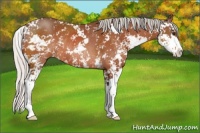 Horse Color:Silver Brown Sabino Rabicano 