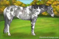 Horse Color:White Spotted Black Ice Sabino Rabicano