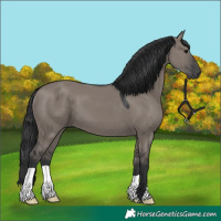 Horse Color:Grullo