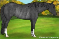 Horse Color:Black Rabicano 